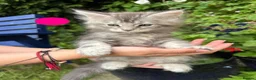 Maine Coon cats for sale: Pure Maine Coon kittens - Advert 12