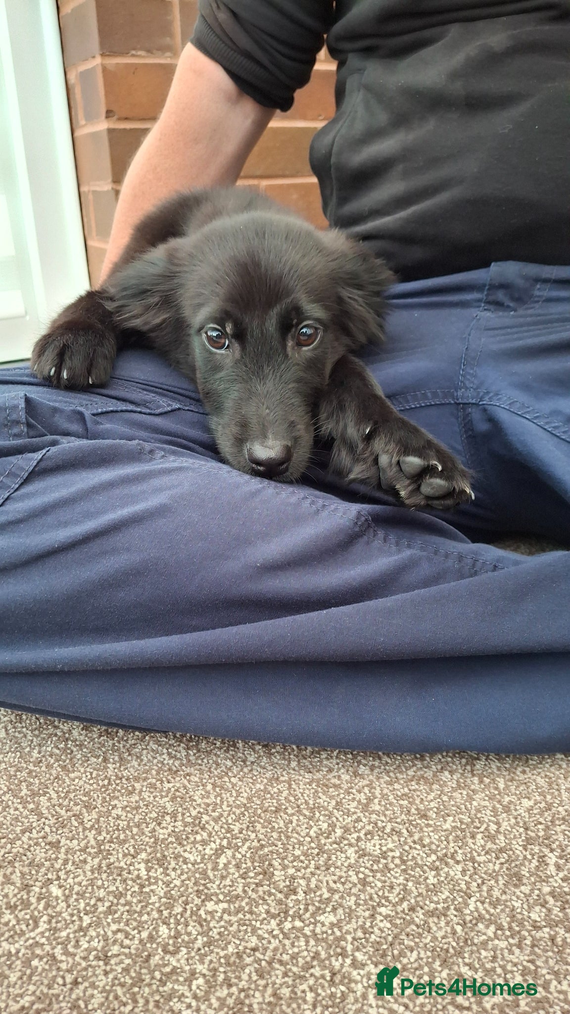 Mixed Breed dogs Health tested Flatcoat x golden retriever puppies. - Advert 2