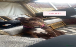 Mixed Breed dogs for sale: 15 week old old english bulldog x America buldogl - Advert 6