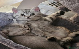 British Shorthair cats for sale: British shothair kittens  - Image 12