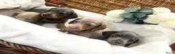 Miniature Dachshund dogs for sale: Miniature dachshund puppies - Advert 21