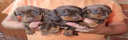 Miniature Dachshund dogs for sale: Miniature Dachshund Puppies - Advert 7