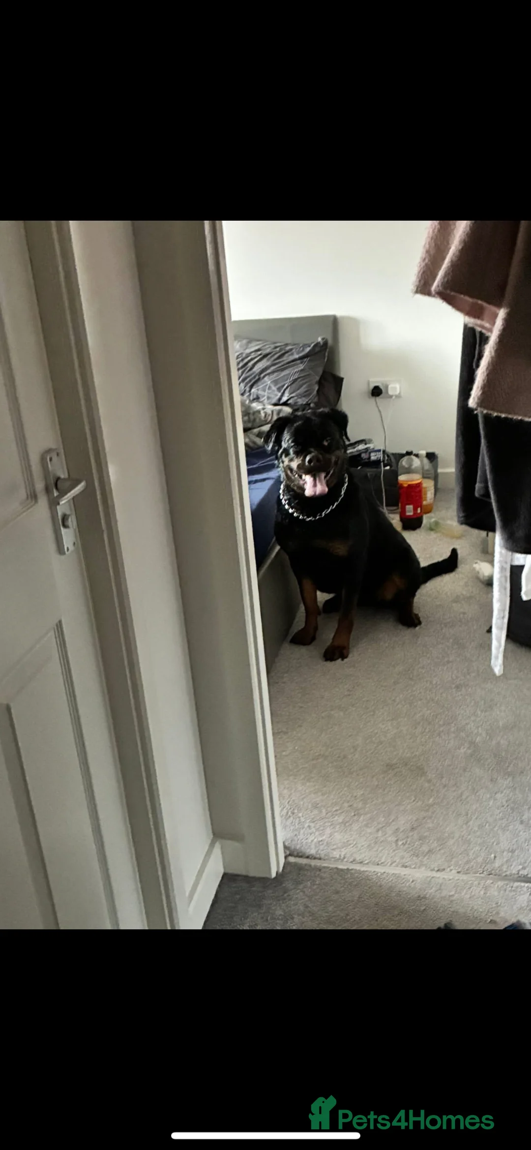 Rottweiler dogs for sale: Rottweiler in Congleton - Advert 4