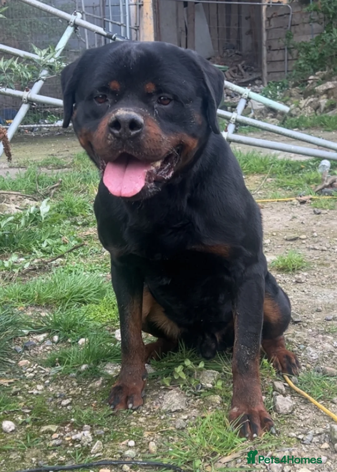 Rottweiler dogs for sale: rottweiler pups - Advert 2