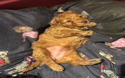 Mixed Breed dogs for sale: home grown golden doodle / cockerpoo  - Image 20