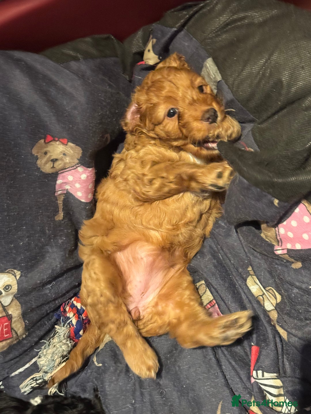 Mixed Breed dogs for sale: home grown golden doodle / cockerpoo  - Image 20