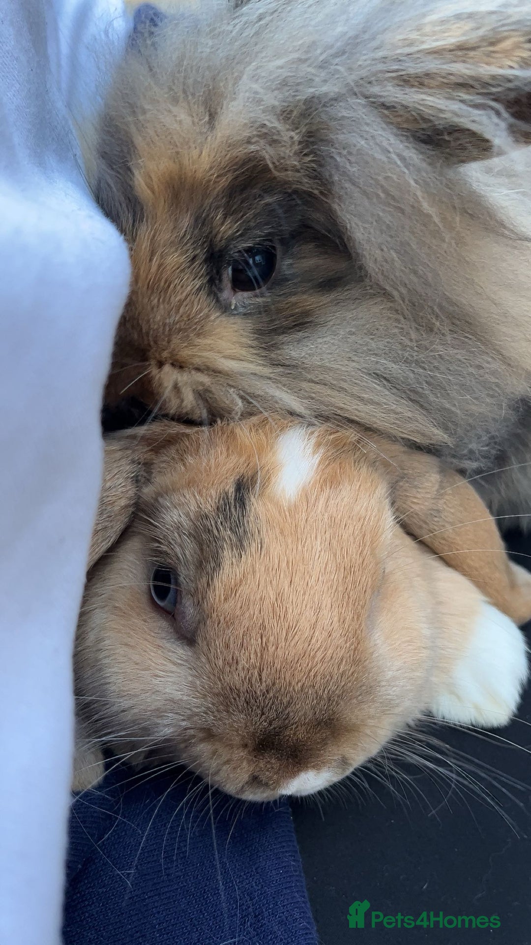 Mixed Breed rabbits for sale: 2 Lop ear crossed Lion-head Rabbits - Advert 4