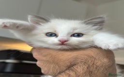 Ragdoll cats for sale: Gorgeous Balls Of Fluff 🥰😻🤗 - Image 23