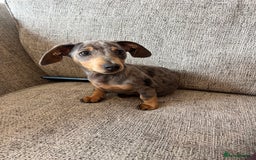 Miniature Dachshund dogs for sale: Miniature dachshund - Image 3