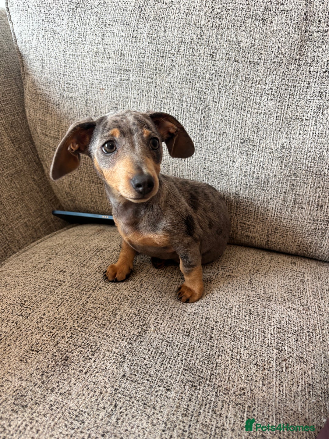 Miniature Dachshund dogs for sale: Miniature dachshund - Image 3