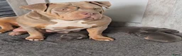 American Bully dogs for sale: American pocket bullies  - Advert 4
