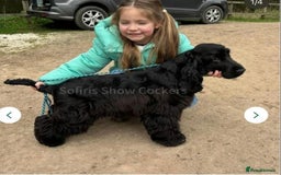 Cocker Spaniel dogs for sale: Outstanding quality show cockers  - Image 11