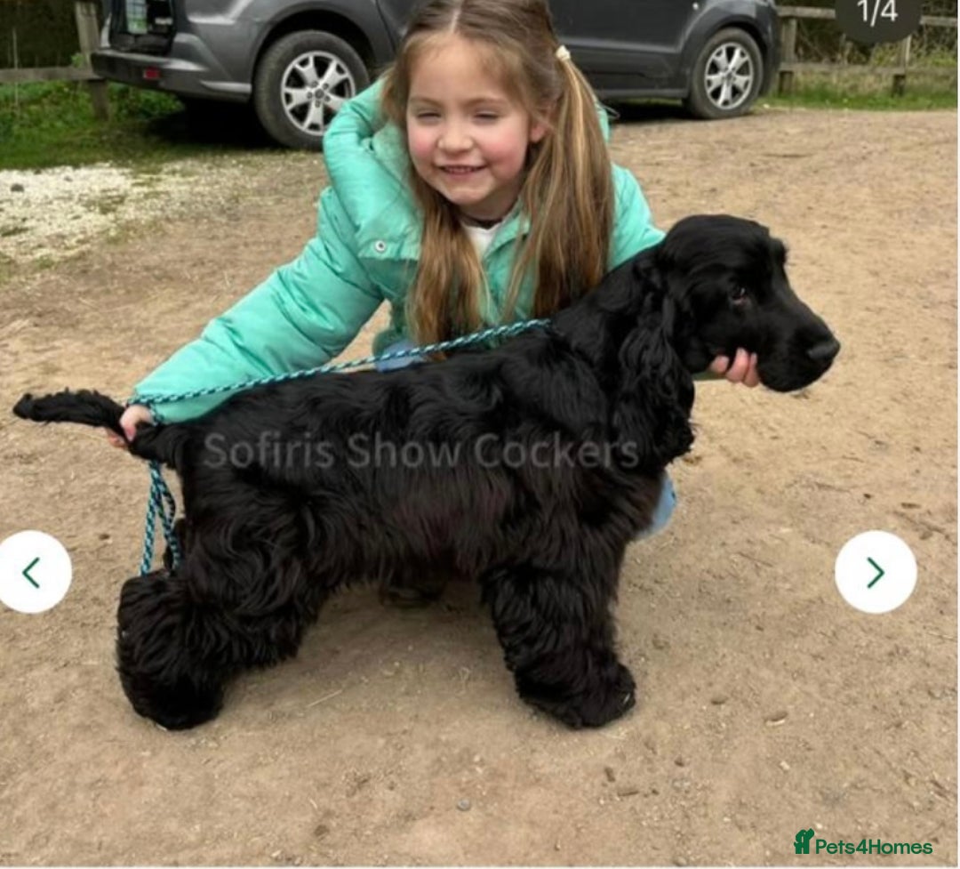 Cocker Spaniel dogs for sale: Outstanding quality show cockers  - Image 11