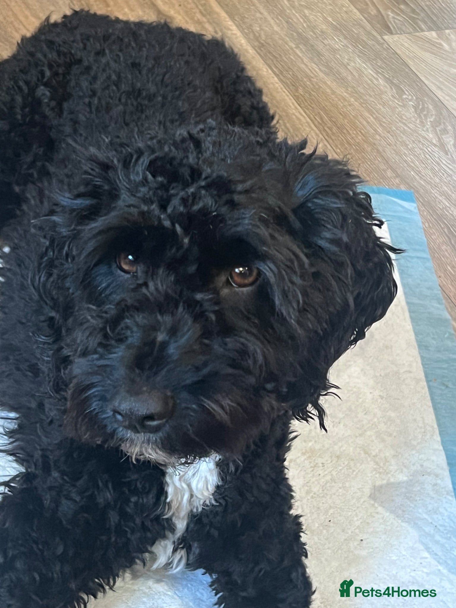 Mixed Breed dogs Beautiful playful little girl  - Advert 4