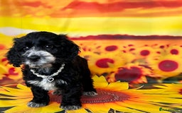 Cockapoo dogs for sale: ⭐️Rare Silver Phantom DNA CLEAR Mini F1 Cockapoos - Image 20