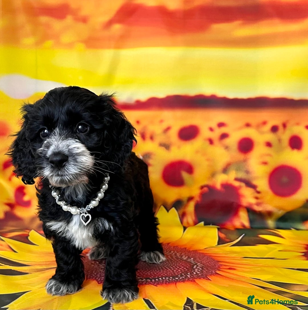 Cockapoo dogs for sale: ⭐️Rare Silver Phantom DNA CLEAR Mini F1 Cockapoos - Image 20