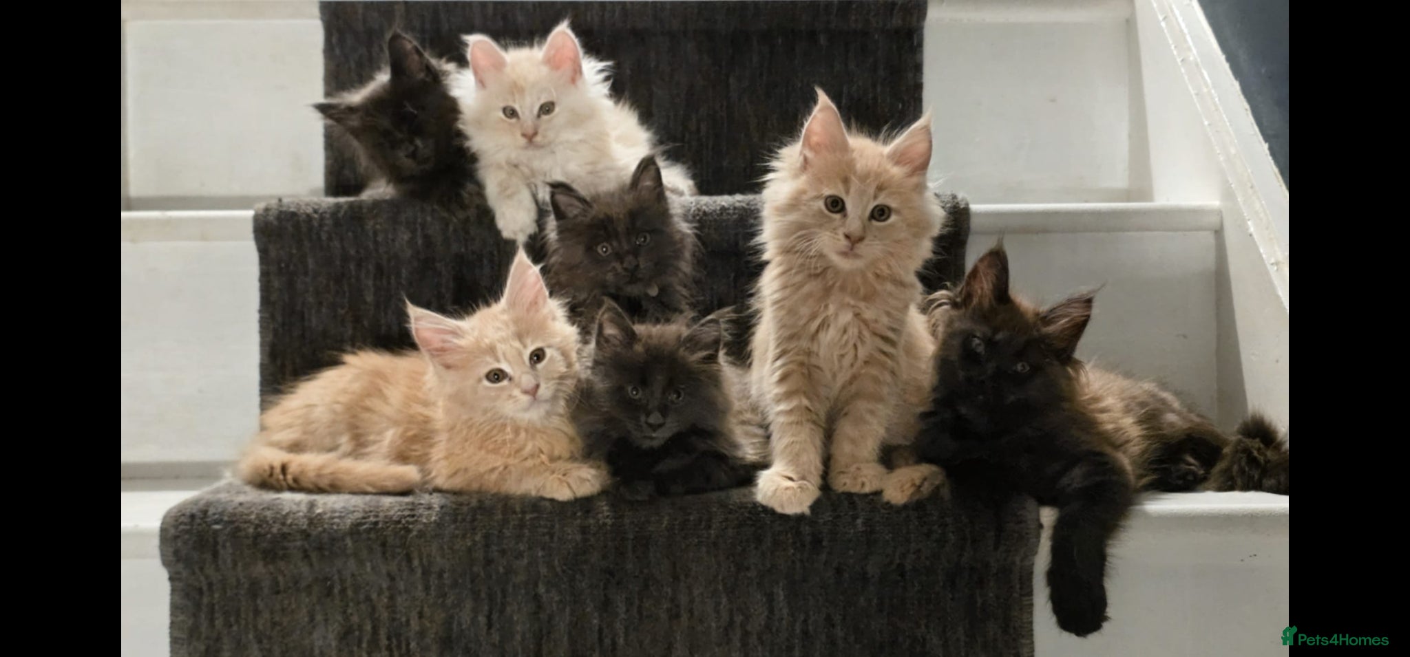 Maine Coon cats for sale: Pure Breed Maine Coon Kittens - Advert 1