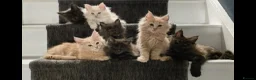 Maine Coon cats for sale: Pure Breed Maine Coon Kittens - Advert 1