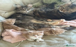 Maine Coon cats for sale: Stunning, super happy Mainecoon kittens x4 - Advert 7