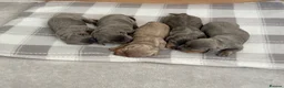 Miniature Dachshund dogs for sale: Beautiful blue/isabelle and tan puppies  - Advert 6