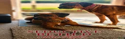 Rhodesian Ridgeback dogs for sale: KC RHODESIAN RIDGEBACK PUPPIES FOR SALE  in Carlisle - Advert 7