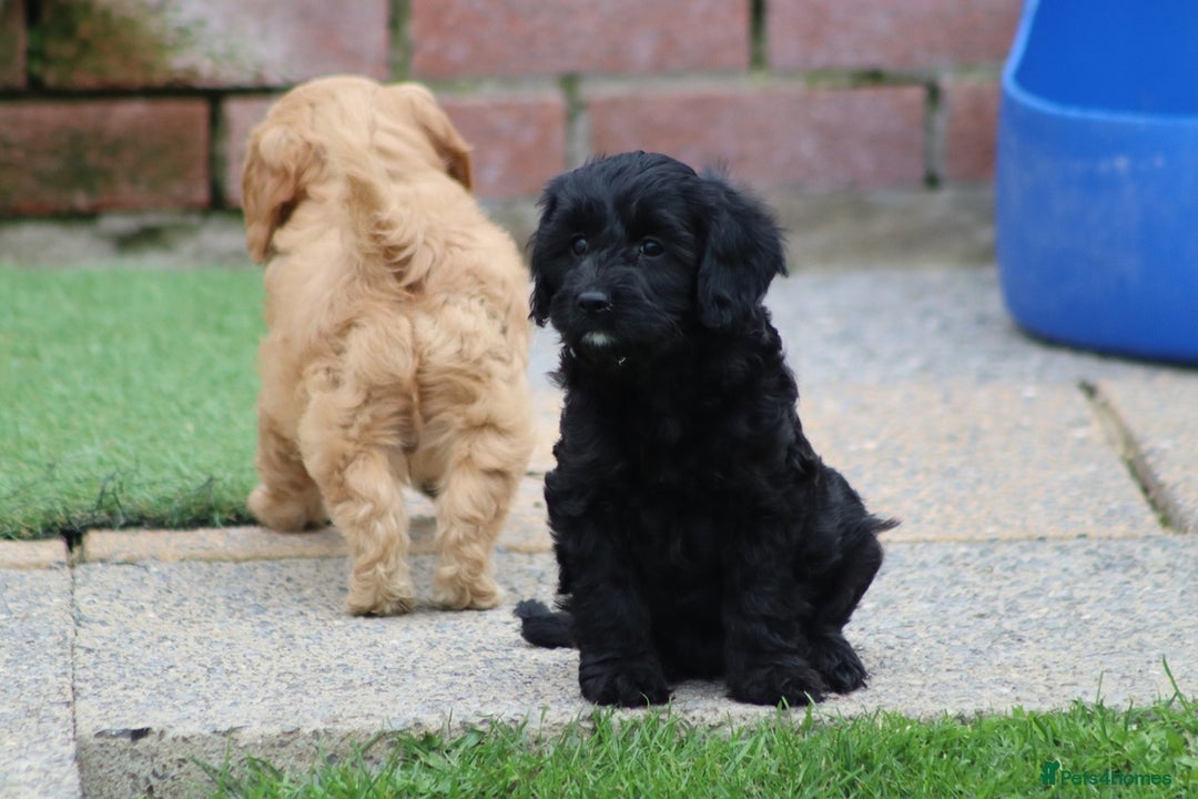 Cavapoo dogs for sale: F1 Cavapoo puppies for sale - Image 6