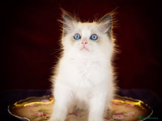 Ragdoll cats Ragdoll Bicolor Kitten Boy LRCA TICA - Advert 5