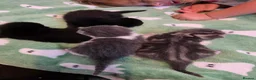 Mixed Breed cats for sale: Kittens girls and boy adorable mixed breed - Advert 6