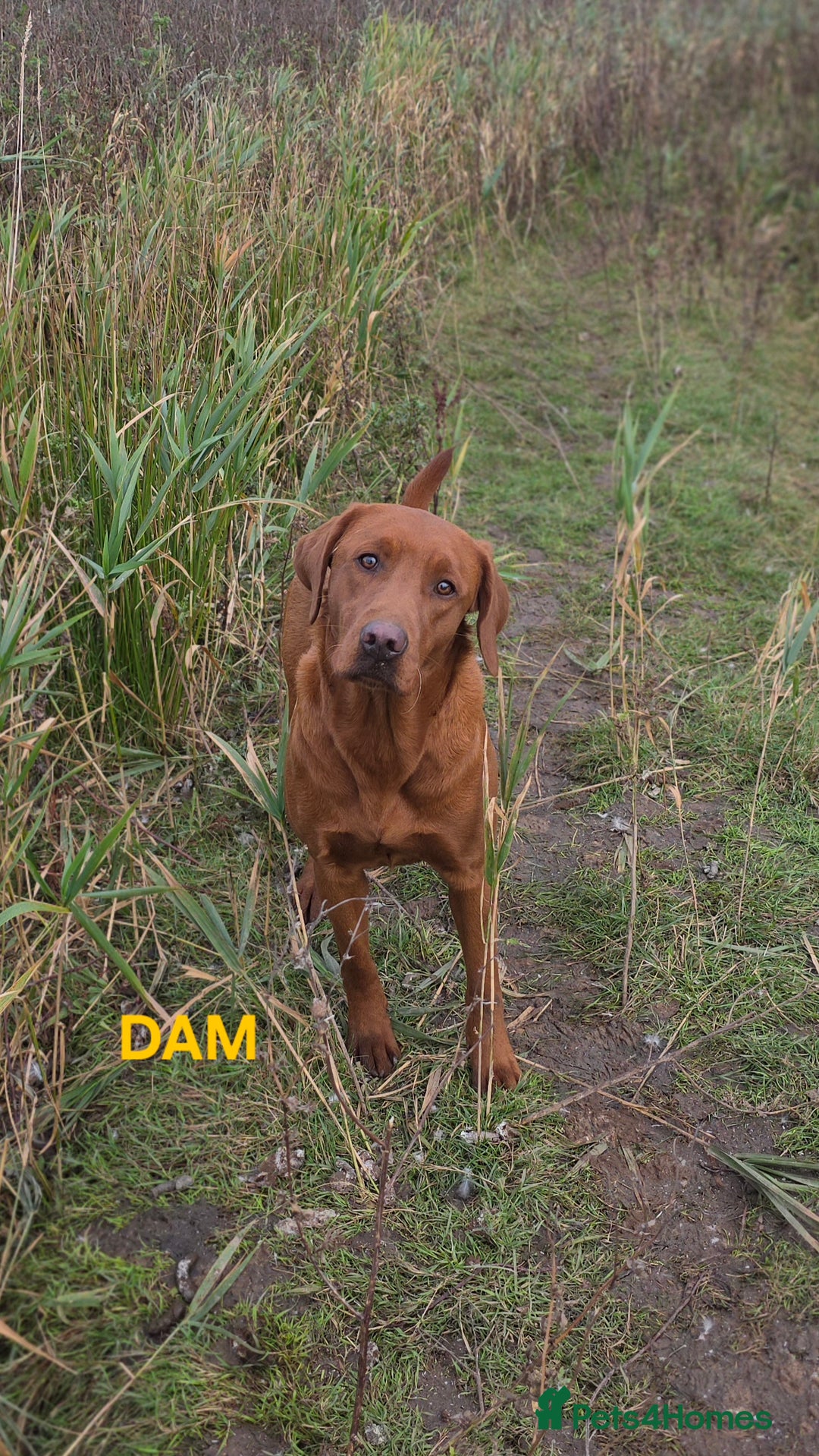 Labrador Retriever dogs for sale: Very Dark Fox Red Labrador Puppies *Health Tested* - Advert 6