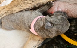 Mixed Breed dogs for sale: 8 Puppies - 3/4 blue staff 1/4 whipit  in Cradley Heath - Image 17