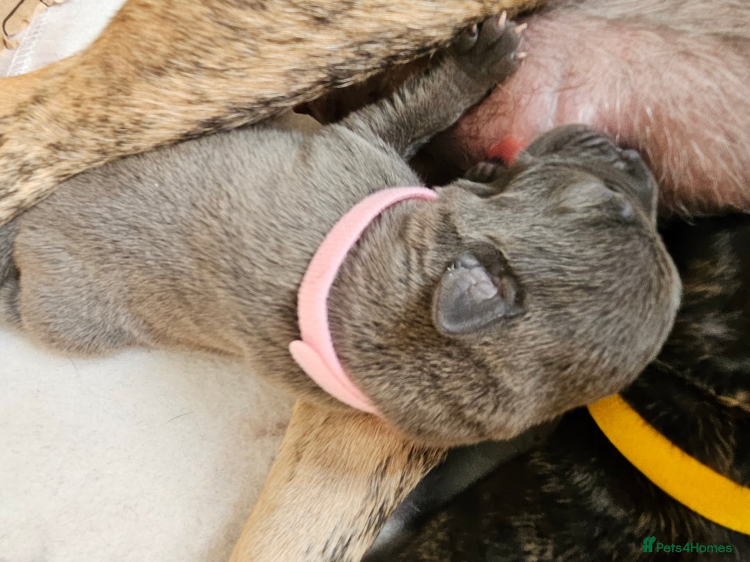Mixed Breed dogs for sale: 8 Puppies - 3/4 blue staff 1/4 whipit  in Cradley Heath - Image 17