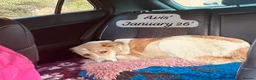 Mixed Breed dogs for adoption: Avis- 20 months - Available Devon area 🇬🇧🇬🇧 in Brixham - Advert 3