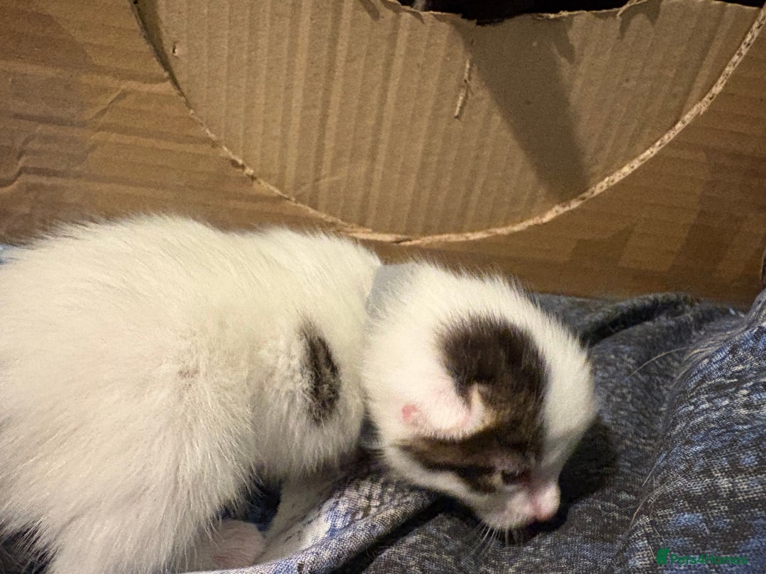 Domestic Shorthair cats for sale: 1 Domestic Shorthair Kitten Left - Advert 35