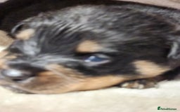 Rottweiler dogs for sale: Pedigree Rottweiler pups - Image 9