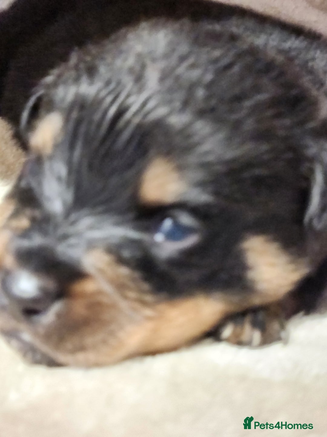 Rottweiler dogs for sale: Pedigree Rottweiler pups - Image 9