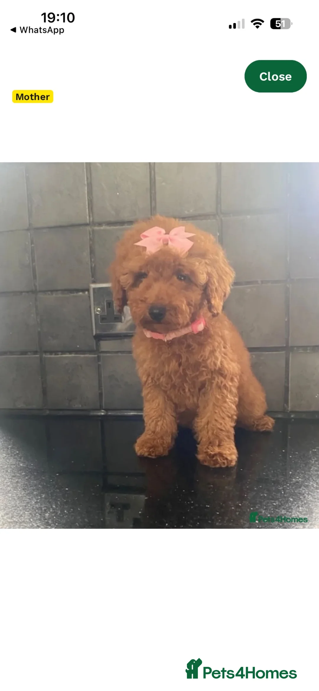 Miniature Poodle dogs for sale: Dolly 12 weeks miniature Poodle Red - Advert 2