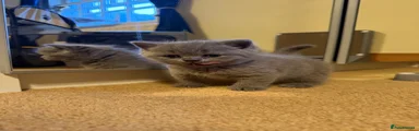 British Shorthair 1 Huggy