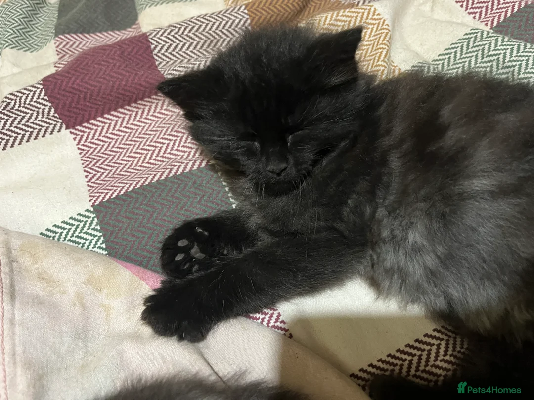 Mixed Breed cats for sale: Black kittens  - Advert 3