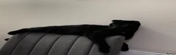 Mixed Breed cats for sale: Mixed Scottish Fold Cat - Advert 14
