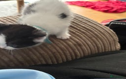 Ragdoll cats for sale: Ragdoll cross  - Image 6