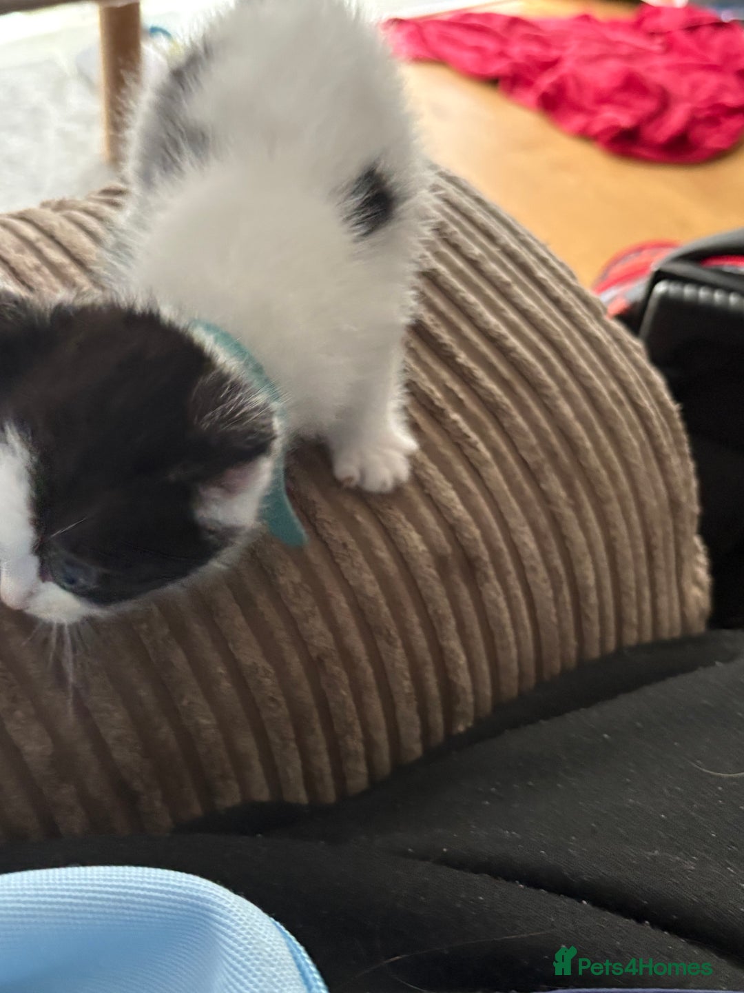 Ragdoll cats for sale: Ragdoll cross  - Image 6