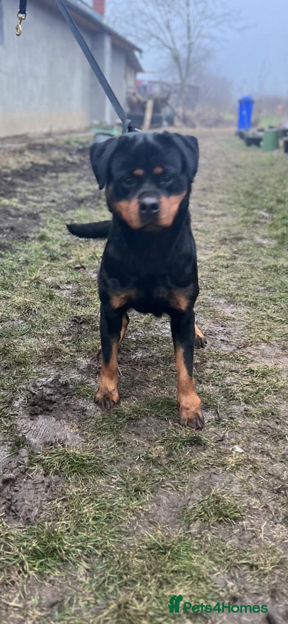 Rottweiler dogs Rottweiler German blood - Advert 3