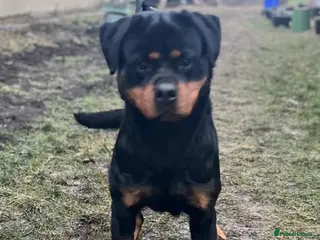 Rottweiler dogs Rottweiler German blood - Advert 3