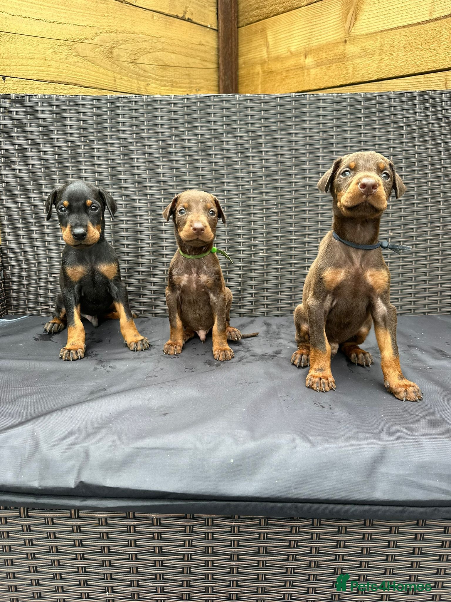 Dobermann dogs Beautiful family dobermans * 3 pups left * - Advert 1