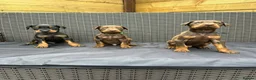 Dobermann dogs for sale: Beautiful family dobermans * 3 pups left * - Advert 1