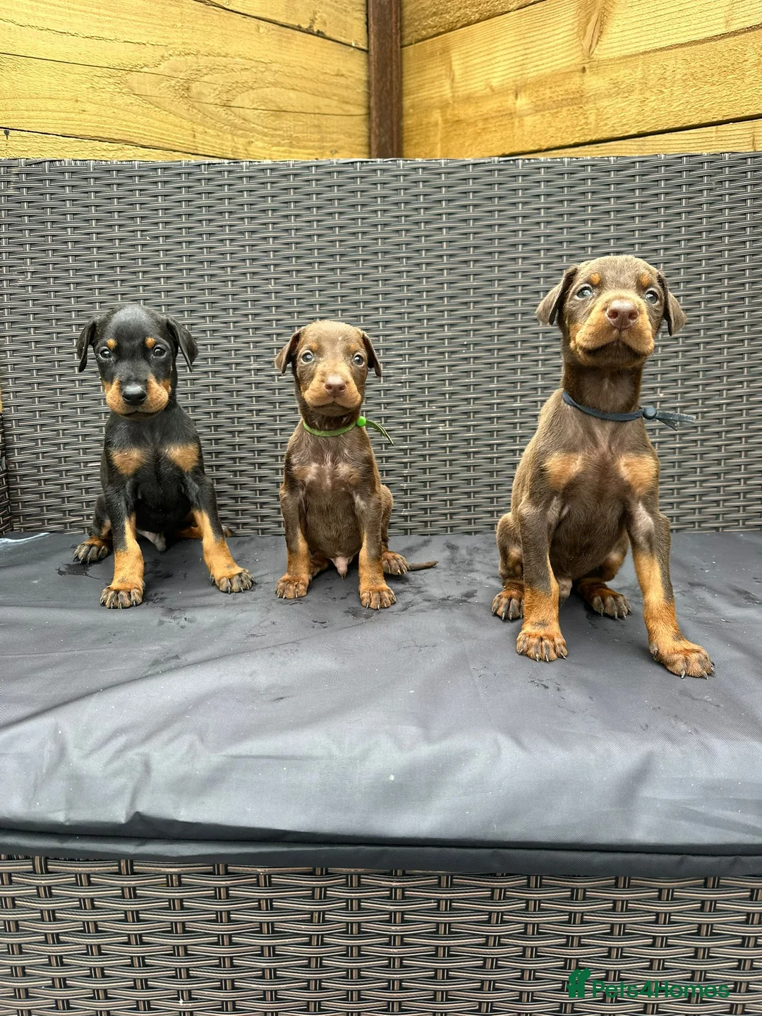 Dobermann dogs for sale: Beautiful family dobermans * 3 pups left * - Advert 1