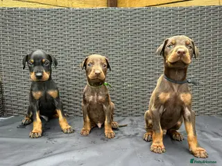 Dobermann dogs Beautiful family dobermans * 3 pups left * - Advert 1