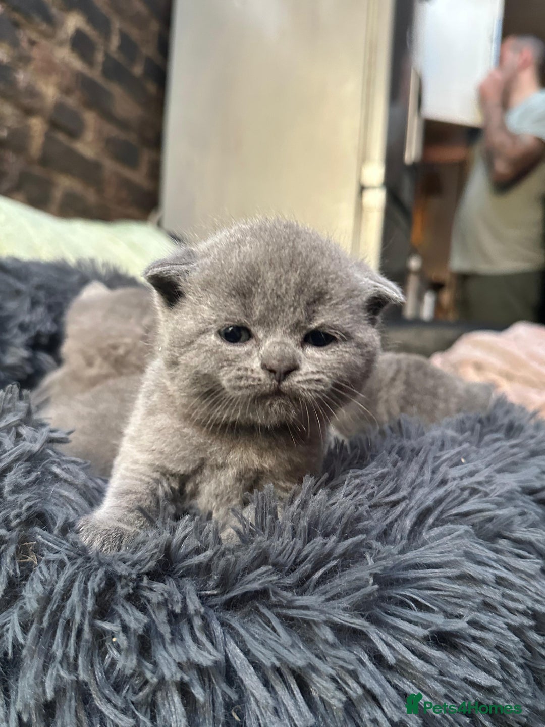 Scottish Fold cats for sale: Scottish Fold kittens for sale 3 Girls 2 Boys  - Advert 3