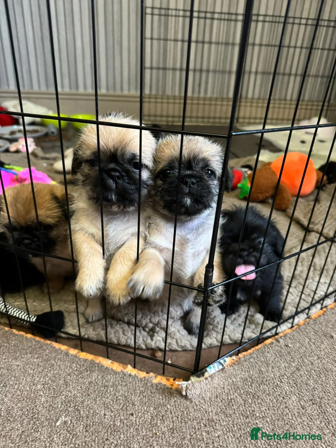 Mixed Breed dogs for sale: 5x Shih-tzu x Pug pups in Ayr - Advert 38