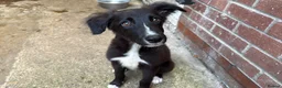 Mixed Breed dogs for sale: lovely greyhound/border collie in Beverley - Advert 3